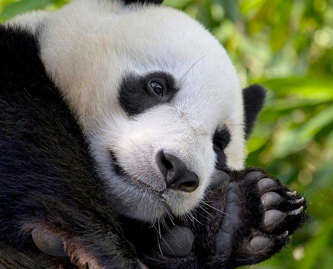 San Diego Zoo Panda Cam